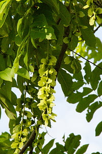翼螺母, 豆荚, fluegelfruechte, 核桃作物, 树, 绿色, 落叶树