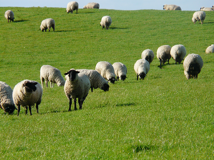 stádo oviec, ovce, Rhön ovce, hrádza, lúka, tráva, Severné more