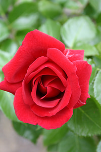 τριαντάφυλλο, άνθος, άνθιση, αυξήθηκε ανθίζουν, κόκκινο, λουλούδι, φυτό