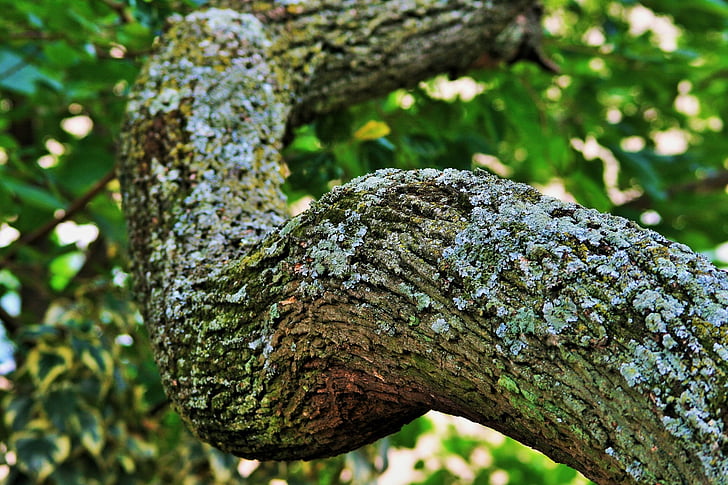 tree, tipuana, branch, thick, strong, bark, lichen