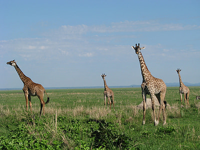 jirafa, Tanzania, fauna, África, animales, flora y fauna