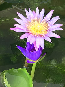 water lily, blossom, nature, green