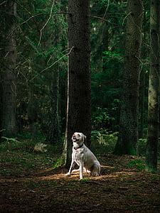 dyr, nåletræ, nåletræer, nåletræer, hund, skov, Labrador
