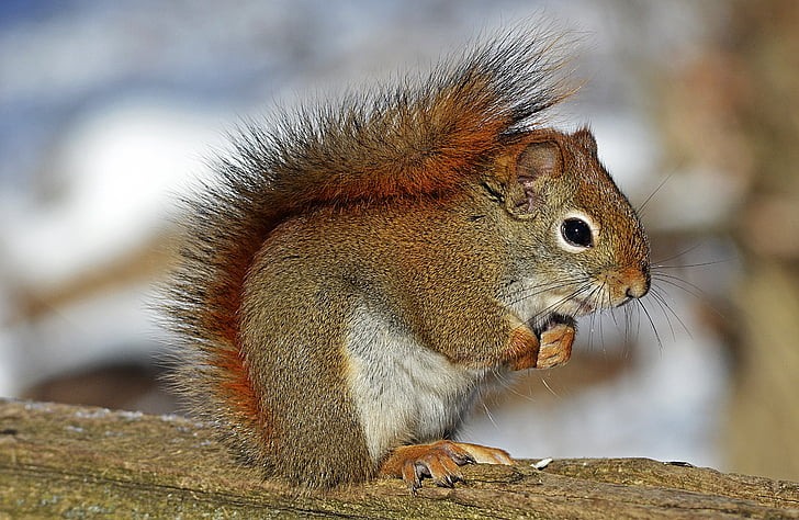 maro, veveriţă, jurnal, drăguţ, Red veveriţă, rozătoare, natura