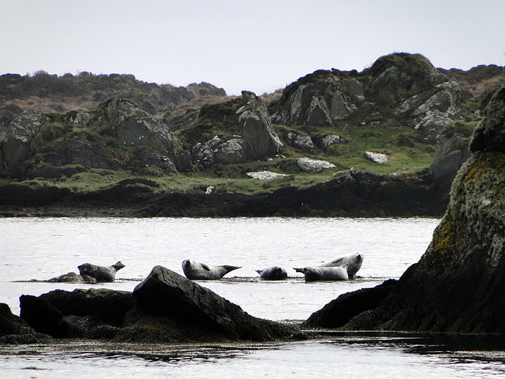 seals, rocky coast, nature, fauna, landscape, coast, rocky