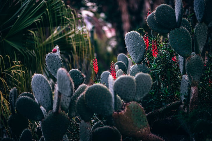 kabur, botani, cactaceae, Kaktus, Close-up, fokus, Taman