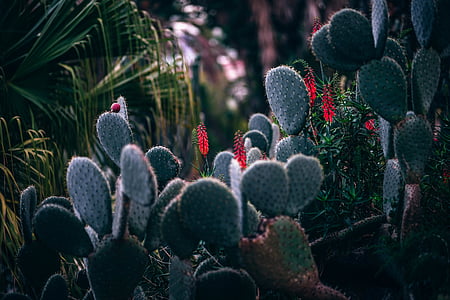 sfocatura, Botanico, Cactaceae, Cactus, Close-up, messa a fuoco, giardino