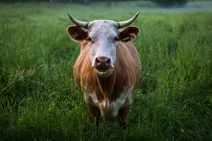 zviera, zvieracie fotografiu, hovädzí dobytok, detail, krava, tráva
