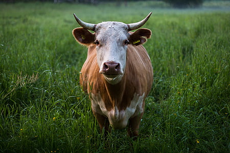 животное, фотографии животных, крупный рогатый скот, крупным планом, Корова, трава