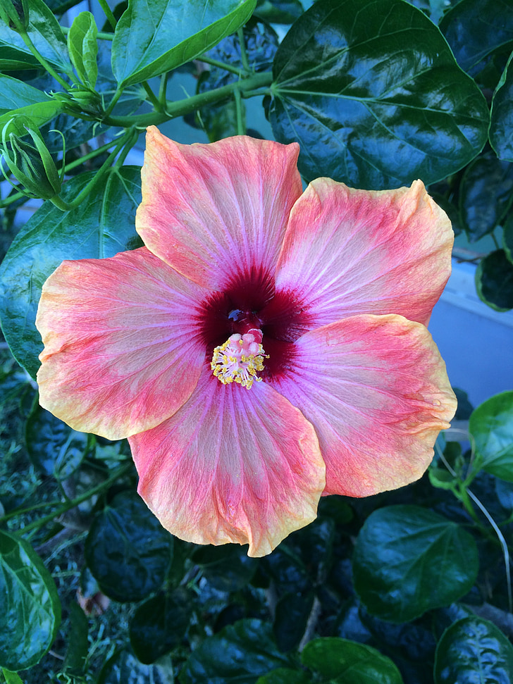 rosa, Hibiscus, blomst