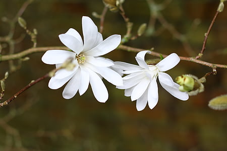Magnòlia, estrellada, arbre, flor, blanc, primavera, flor blanca