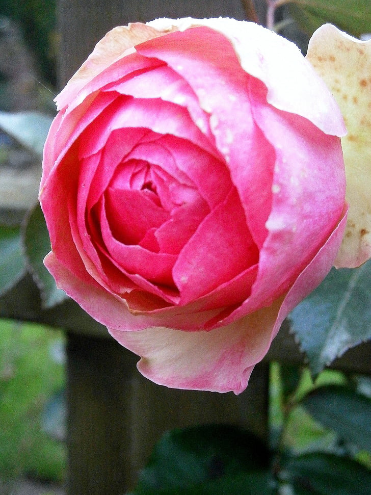 Rosa, Roses, Rosa, Rosa clar, blanc, tendre, flor