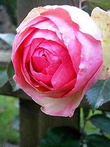 rosa, Rose, rosa, rosa chiaro, bianco, gara d'appalto, fiore