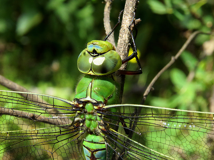 Anax imperator, император dragonfly, син император, водни кончета, насекоми, лицето, комбинираните очите