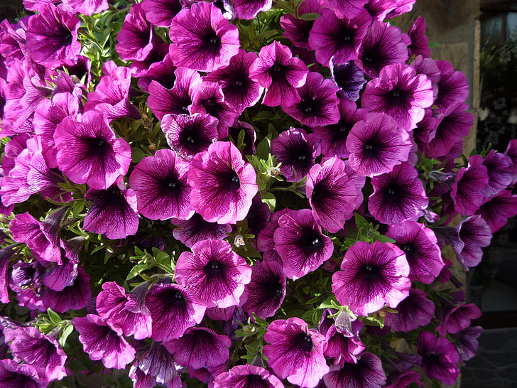 Blumen, violett, Natur, lila, Floral, Sommer, Garten