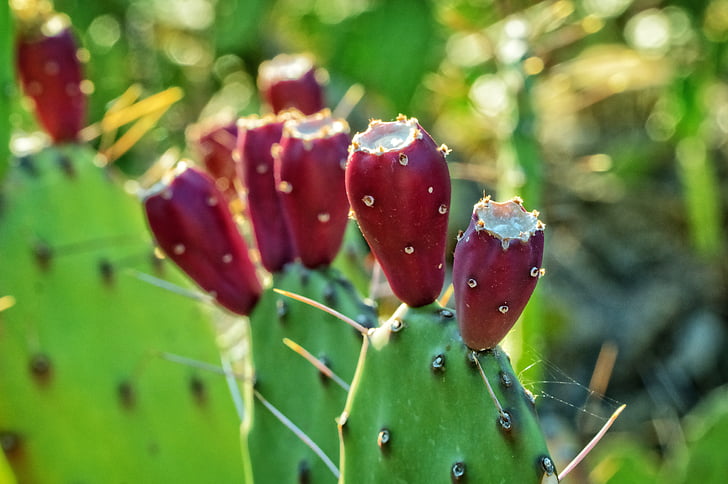 fruita de cactus, planta de cactus, natura, planta, pics, espines, planta Espinosa