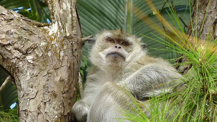 scimmia, albero, sedersi, chiudere, animale, Tropical