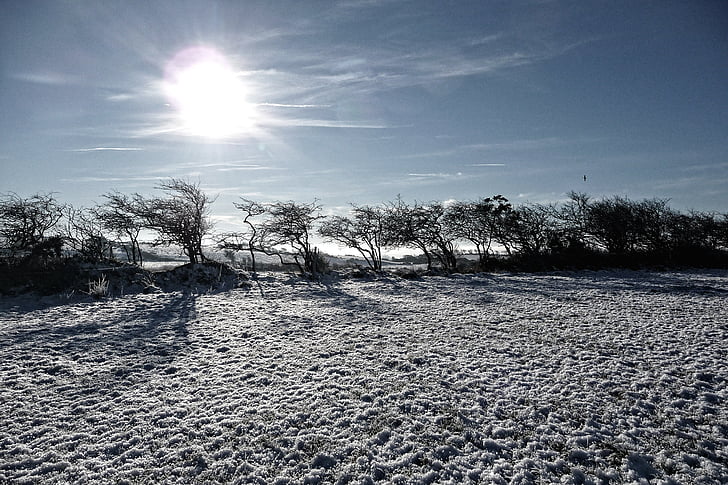 snö, Frost, jul, Irland, träd, morgon, solen