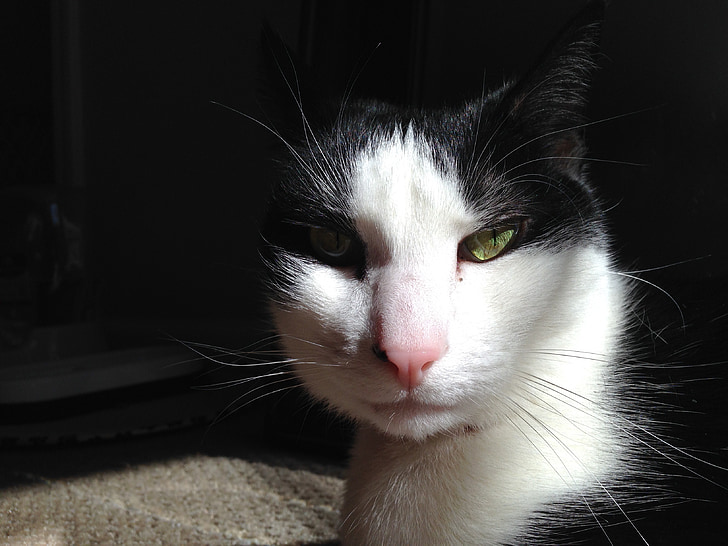 котка, слънчева светлина, котка лице, сладък котка, домашен любимец, котешки очи, котешки