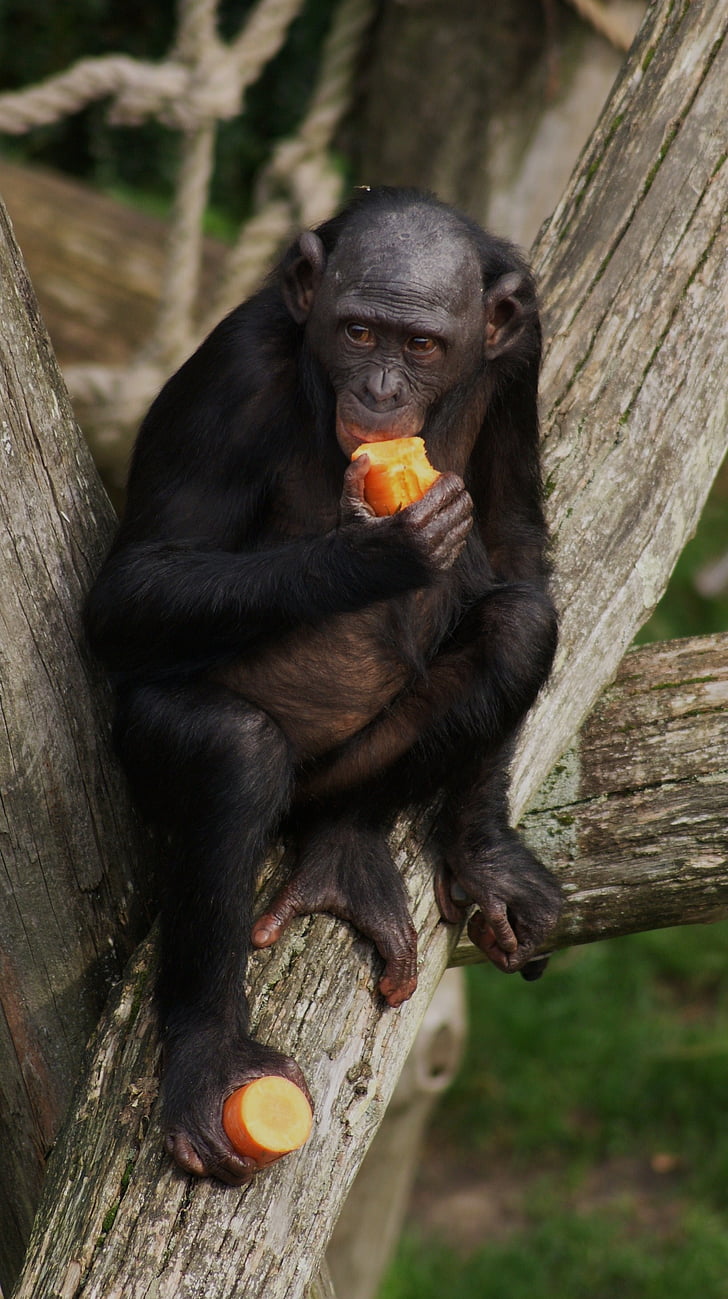 bonobo, monkey, primate, eating, wildlife, chimpanzee, mammal
