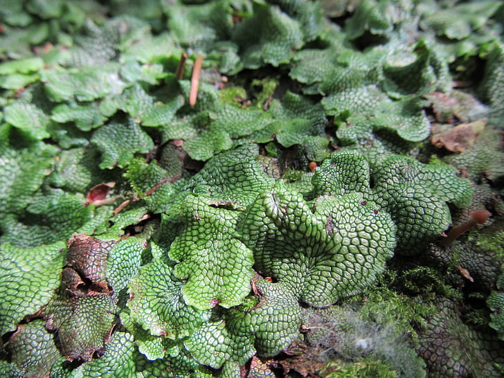 moss, plant, forest