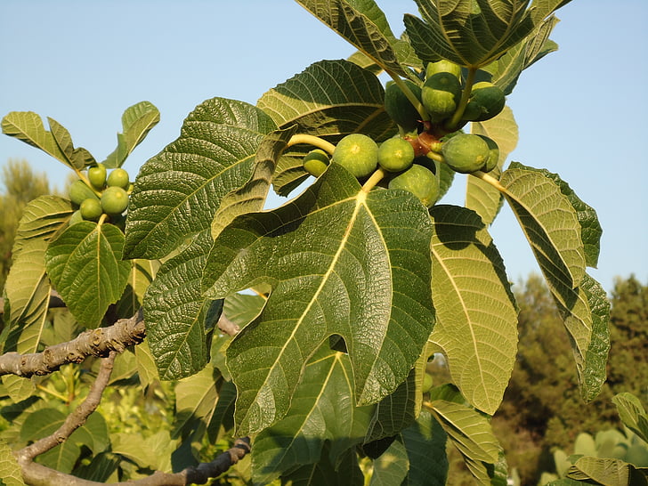 fig tree, figs, fruits, tree, south italy, sun fruits