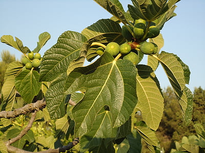 Feigenbaum, Feigen, Früchte, Baum, Süd-Italien, Sonne-Früchte