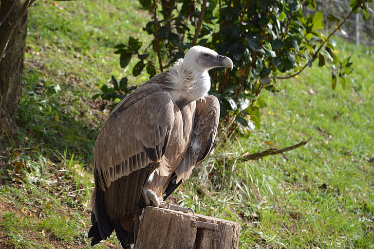 vulture, scavenger, griffon, bird, predator