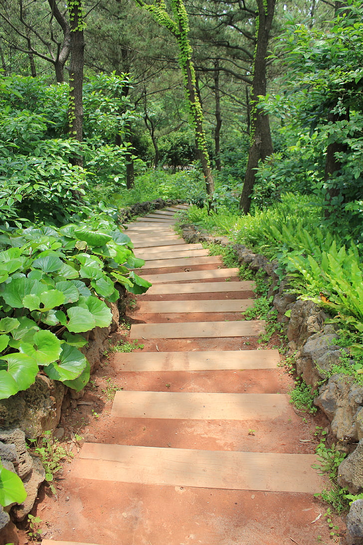 Gil, natureza, escadas, trilha