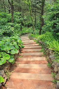gil, nature, stairs, trail