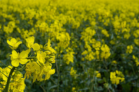 canola, field, agriculture, season, flower, yellow, spring