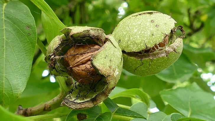 walnuts, walnut, tree nut, eat, food, walnut on tree, fruit bowl