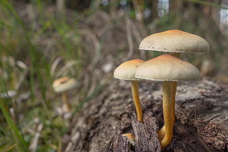 houby, klobouk, podzim, Les, Příroda, mech, Lesní půda