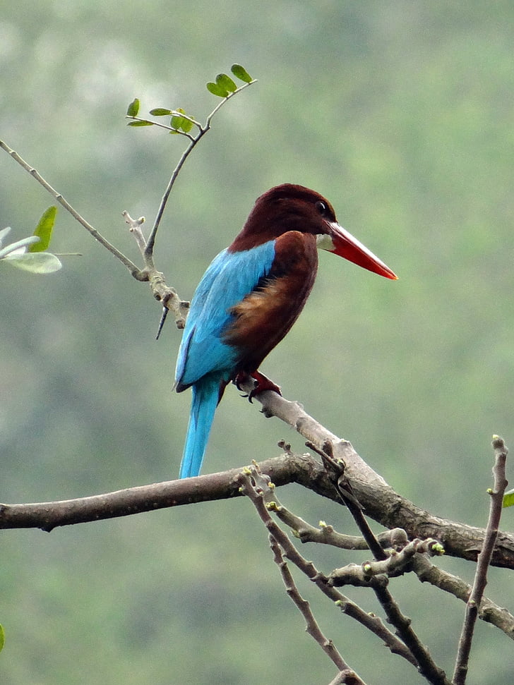 White-throated kingfisher, Martín pescador, pájaro, Halcyon smyrnensis, White-breasted kingfisher, aves, aviar