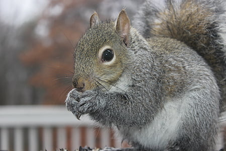 animal, chipmunk, closeup, grey, nature, outdoor, squirrel