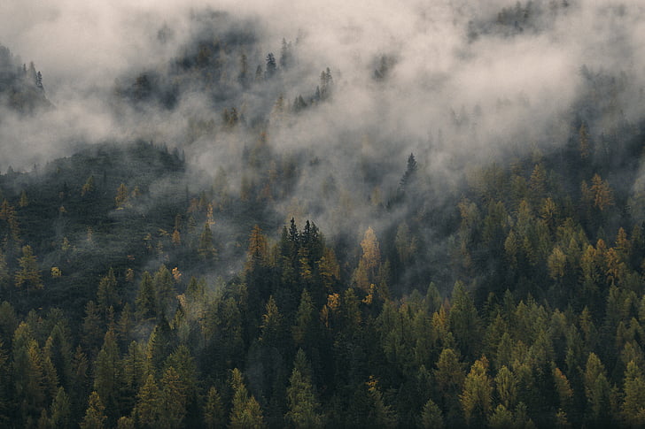 nature, paysage, bois, Forest, Aerial, voyage, aventure