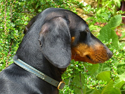 dachshund, dog, black, brown, fur, animal, pets