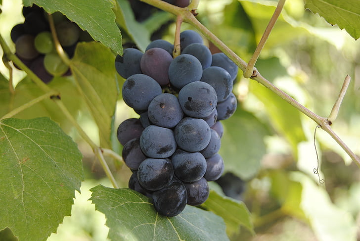 grozdje, vijolična, vino