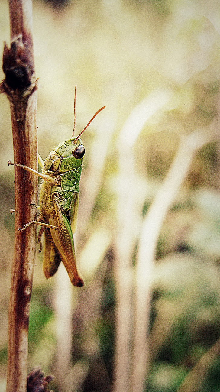grasshopper, green, twig, nature, insect, macro, antenna