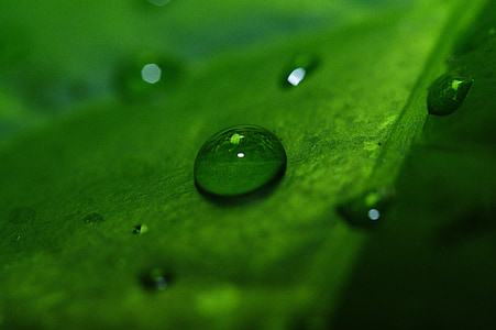makro, kapljično, kapljica vode, listov, blizu, zelena