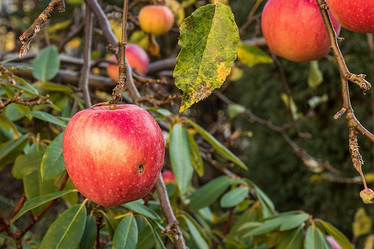 obuolių, šakos su obuoliais, obuoliai, medis, vaisių, vaisingas obelis, raudona