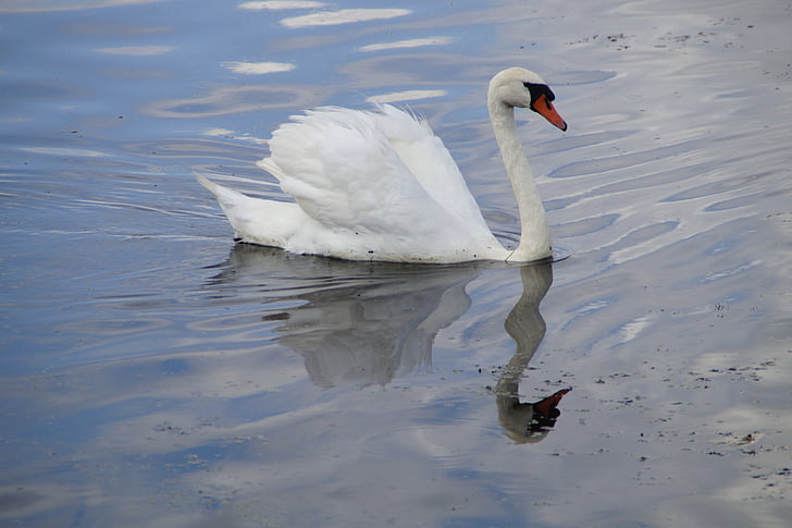 Swan, vatten fågel, Vacker, djur, vit, vatten, sjön