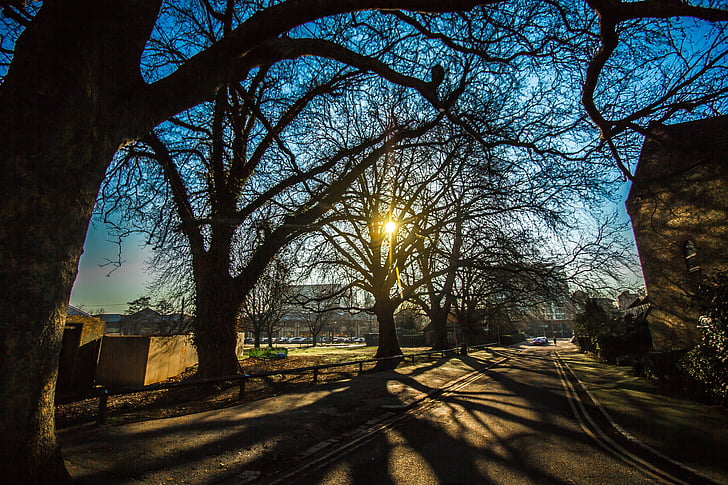 reading, england, shadows, trees, street