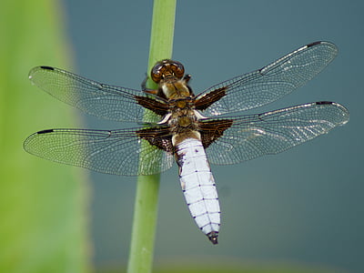 natur, insekt, Dragonfly, makro