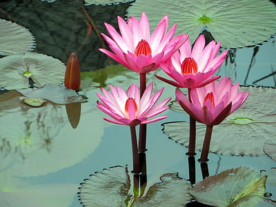 Azië, Laos, water lily, roze, nympheacea, Nuphar rosea, sereniteit