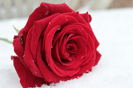 τριαντάφυλλο, κόκκινο, λουλούδι, άνθος, άνθιση, αυξήθηκε ανθίζουν, αυξήθηκαν οι ανθίσεις