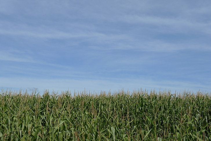 crop, corn, maize, sky, empty, blue, green