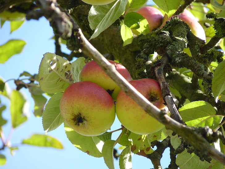 pohon apel, Apple, buah, musim gugur