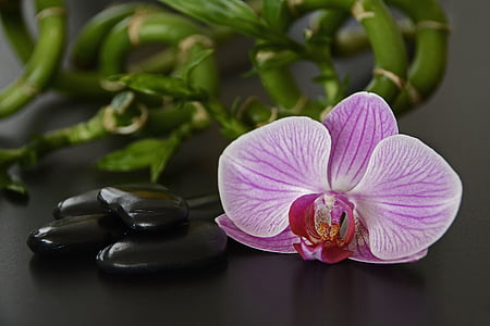 piedras, negro, Orquídea, flor de la orquídea, bambú, bambú de la suerte, masaje