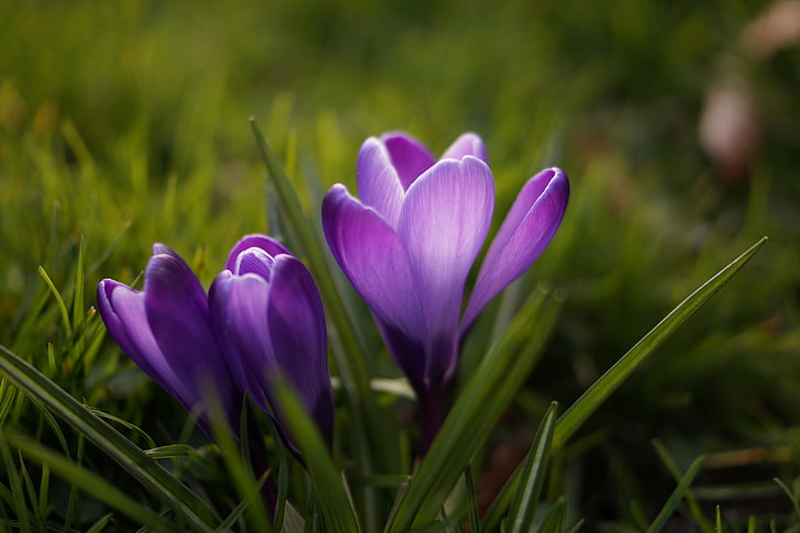 Crocus, flor, lila, púrpura, violeta, naturaleza, primavera
